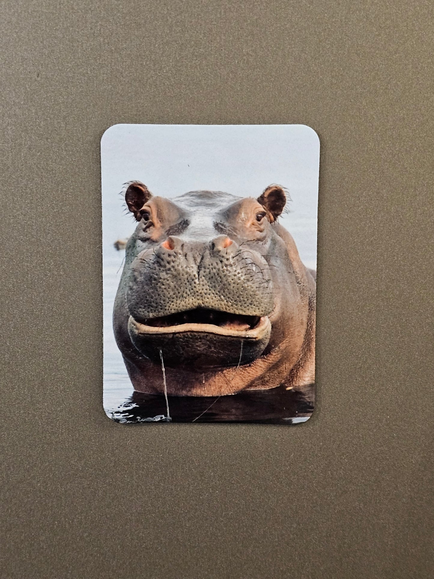 Hippo